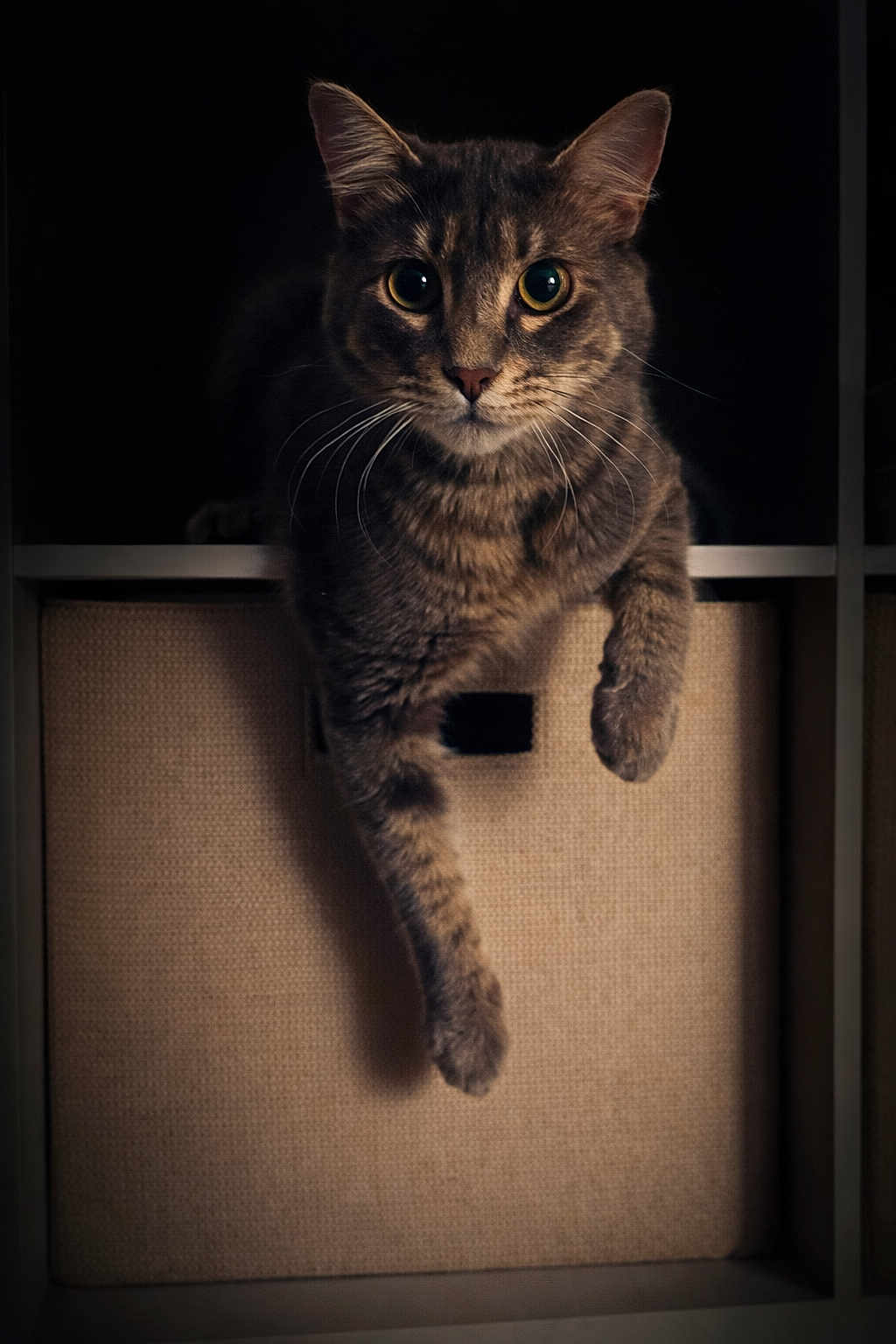 Bean'S is registered to the contest to win money with this photo: cat, tabby, feline, pet, animal, indoor, storage_box, fabric, paw, whiskers, fur, curious, relaxed, dark_background, portrait, mammal, cute, one_paw_out, close_up, domestic_cat