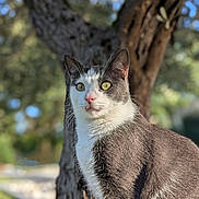Simba participe au concours pour gagner de l'argent avec cette photo : cat, animal, pet, outdoor, tree, nature, gray, white, fur, whiskers, green_eyes, alert, portrait, sunlight, daylight, closeup, mammal, cute, feline, wildlife
