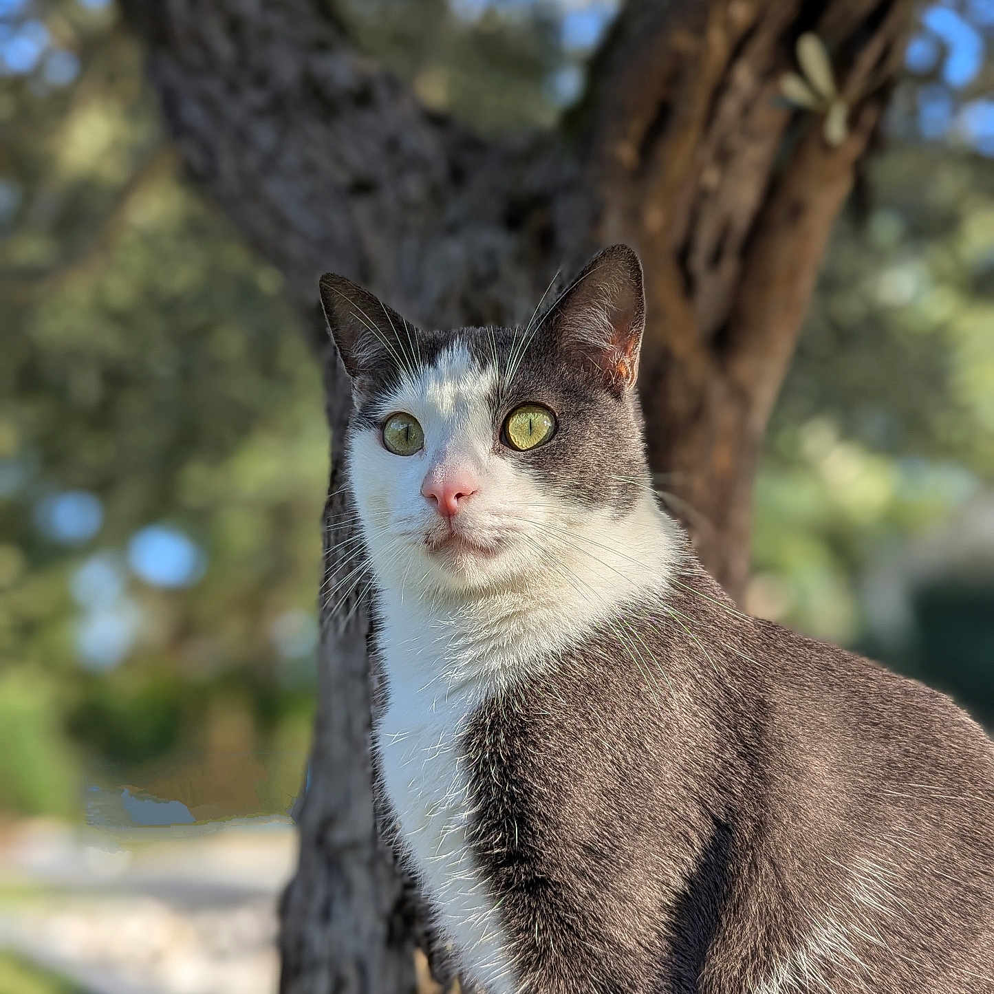 Simba participe au concours pour gagner de l'argent avec cette photo : alert, animal, cat, closeup, cute, daylight, feline, fur, gray, green_eyes, mammal, nature, outdoor, pet, portrait, sunlight, tree, whiskers, white, wildlife