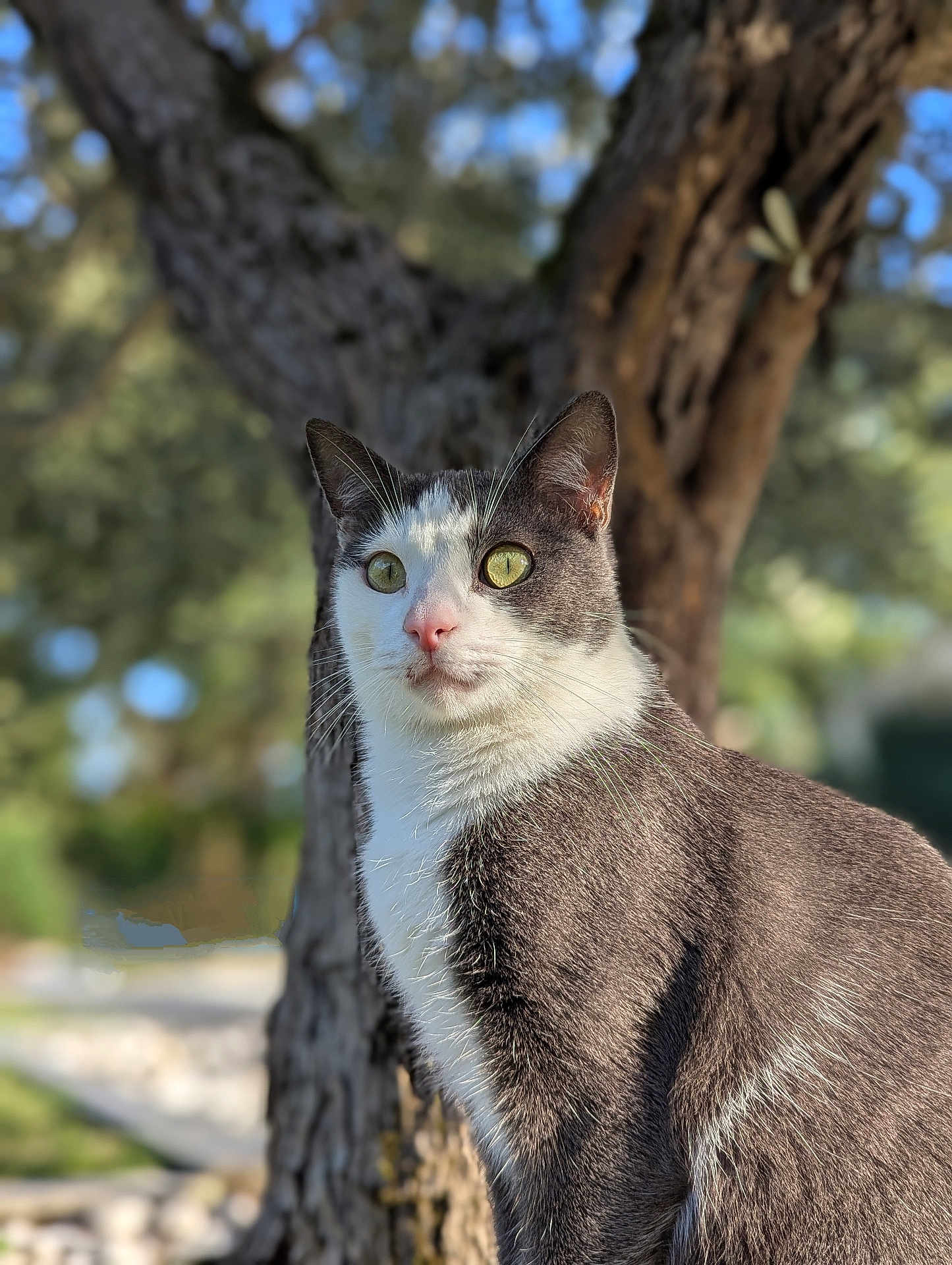 Simba participe au concours pour gagner de l'argent avec cette photo : cat, animal, pet, outdoor, tree, nature, gray, white, fur, whiskers, green_eyes, alert, portrait, sunlight, daylight, closeup, mammal, cute, feline, wildlife