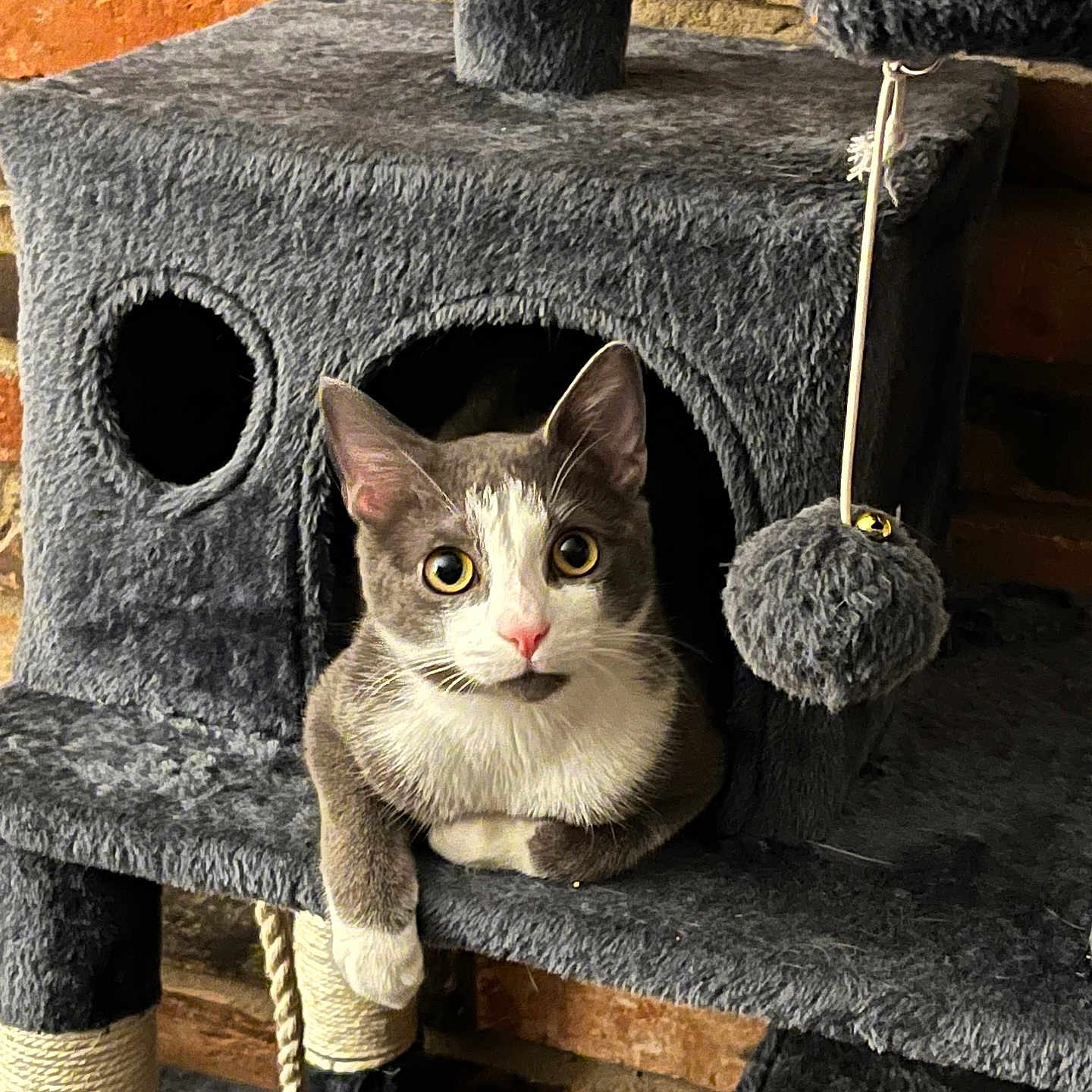 Sailor Pollo joined the competition — help win amazing prizes! animal, brick_wall, cat, cat_tree, cozy, curious, cute, feline, gray_cat, indoor, looking, pet, pink_nose, plush, resting, scratching_post, sitting, toy_ball, white_cat, wide_eyes