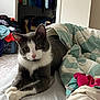 cat, gray_and_white, indoor, bed, blanket, curious, feline, fur, animal, pet, cozy, resting, paws, whiskers, ears, eyes, fabric, laundry_basket, clothes, room