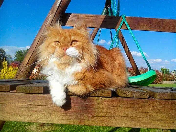 Halfy a rejoint le concours — aidez-le/la à gagner de superbes lots ! carnivore, cat, fawn, felidae, kitten, maine_coon, norwegian_forest_cat, persian, sky, small_to_medium_sized_cats, swing, tree, whiskers