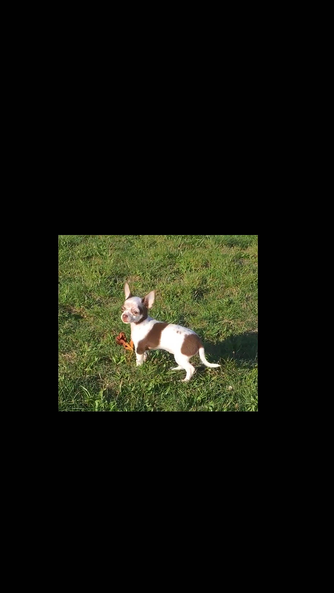 Princesse a rejoint le concours — aidez-le/la à gagner de superbes lots ! canidae, carnivore, chihuahua, companion_dog, dog, dog_breed, fawn, grass, hunting_dog, ibizan_hound, jack_russell_terrier, mammal, puppy, rat_terrier, sporting_group, tail, teddy_roosevelt_terrier, tenterfield_terrier, treeing_feist, vertebrate