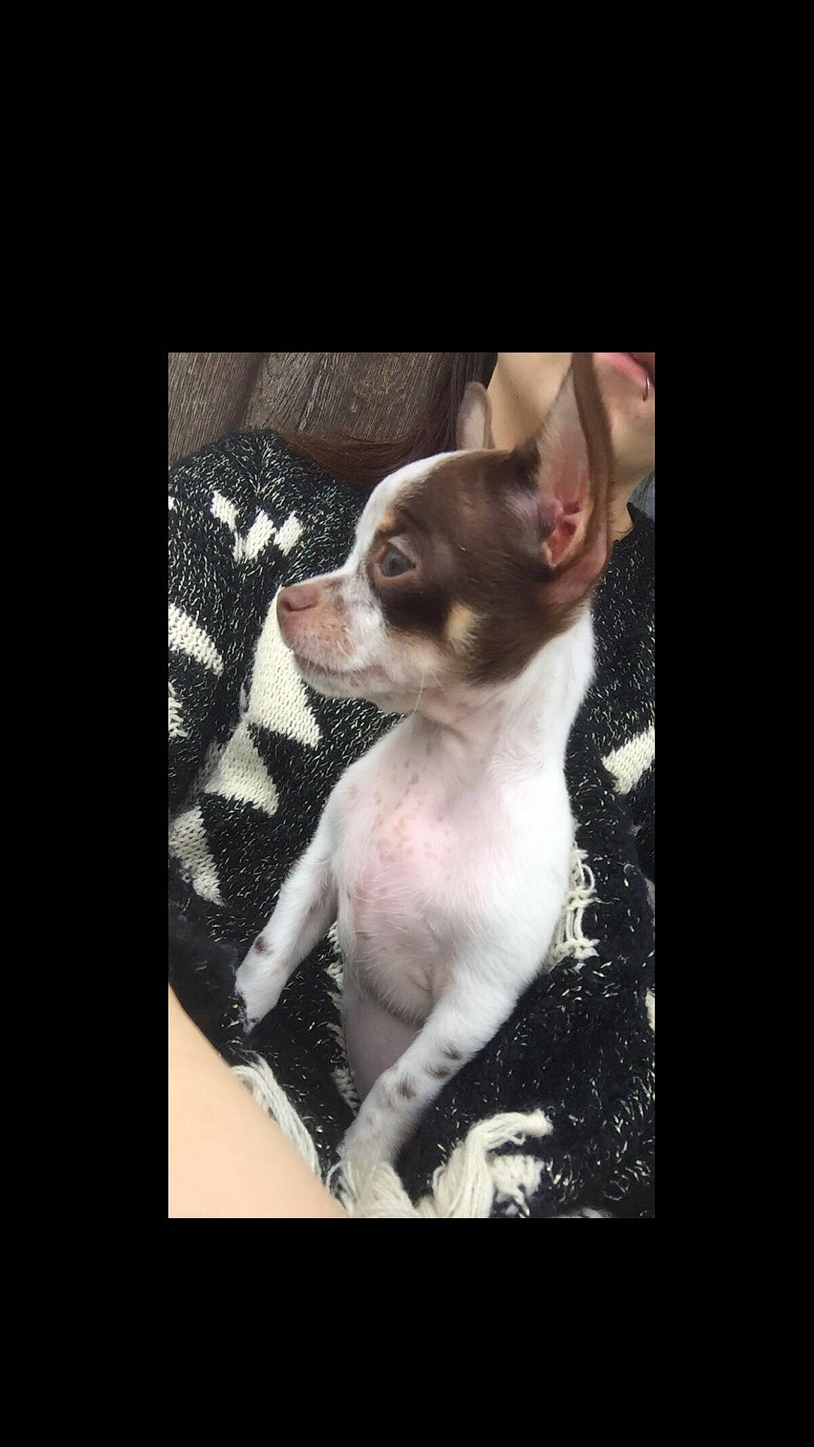 Princesse a rejoint le concours — aidez-le/la à gagner de superbes lots ! boston_terrier, canidae, carnivore, chihuahua, companion_dog, dog, dog_breed, ear, fawn, feist, mammal, puppy, rat_terrier, snout, sporting_group, teddy_roosevelt_terrier, toy_dog, toy_fox_terrier, vertebrate