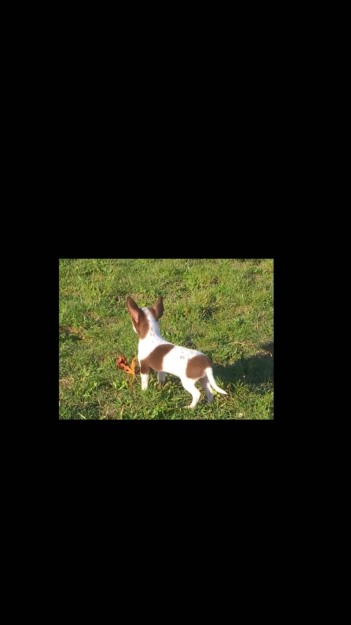 Princesse participe au concours pour gagner de l'argent avec cette photo : basset_hound, canidae, carnivore, dog, dog_breed, ear, grass, hound, hunting_dog, mammal, sporting_group, tail, teddy_roosevelt_terrier, vertebrate