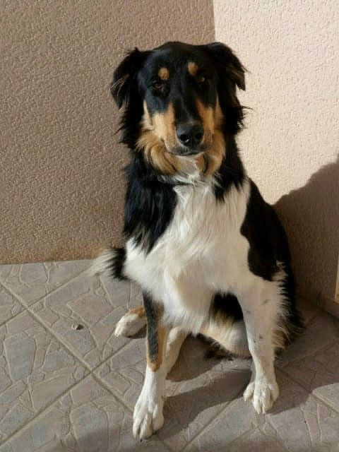 Junior participe au concours pour gagner de l'argent avec cette photo : australian_collie, australian_shepherd, border_collie, canidae, carnivore, companion_dog, dog, dog_breed, english_shepherd, herding_dog, mammal, miniature_australian_shepherd, puppy, rare_breed_dog, small_greek_domestic_dog, snout, sporting_group, stabyhoun, vertebrate, working_dog