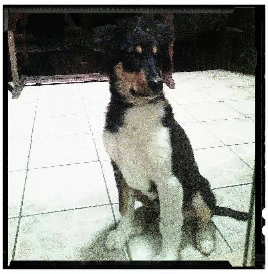 Junior a rejoint le concours — aidez-le/la à gagner de superbes lots ! border_collie, canidae, carnivore, companion_dog, dog, dog_breed, english_shepherd, mammal, rare_breed_dog, sporting_group, vertebrate, working_dog