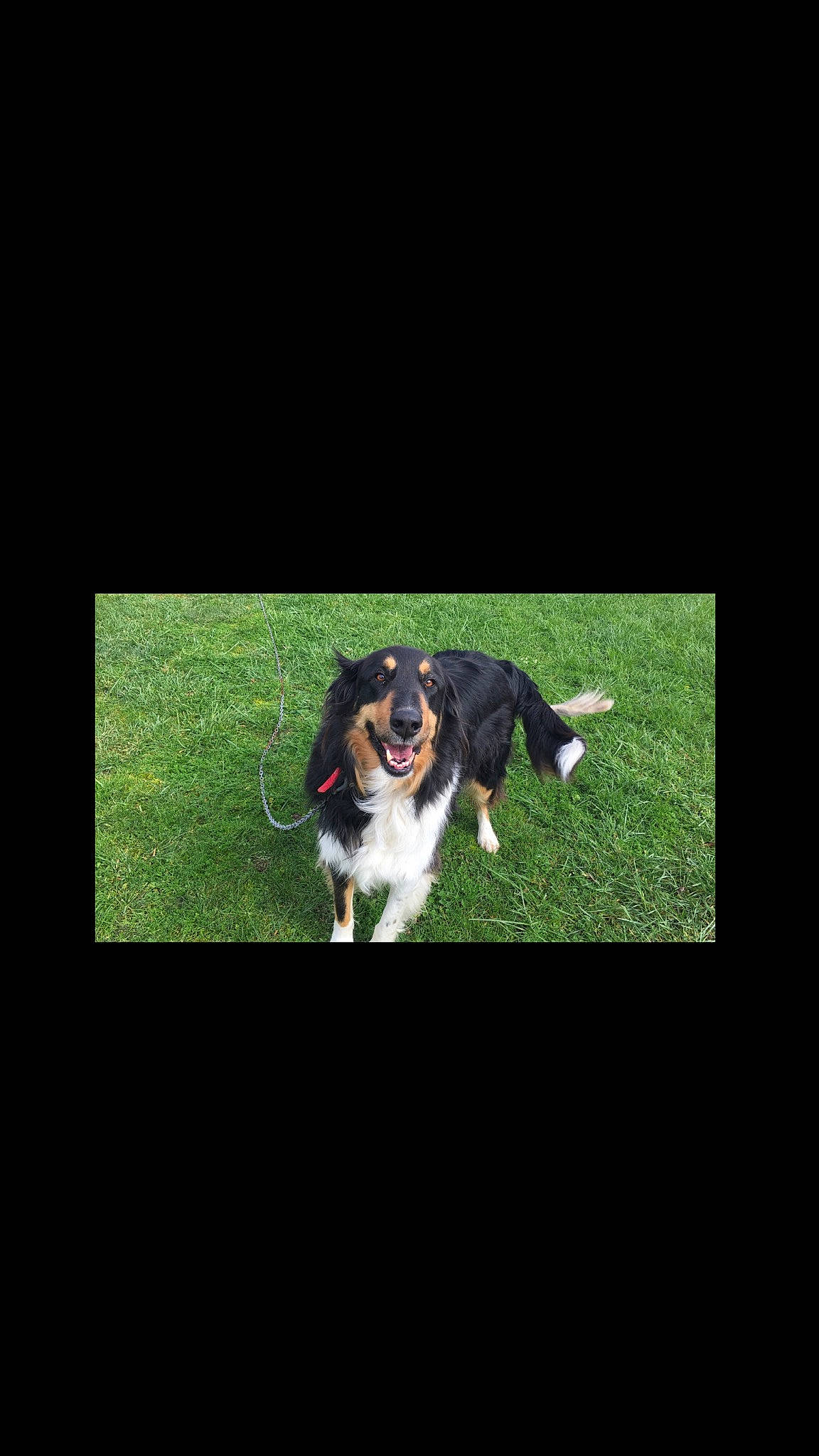 Junior participe au concours pour gagner de l'argent avec cette photo : bernese_mountain_dog, canidae, carnivore, cavalier_king_charles_spaniel, companion_dog, dog, dog_breed, grass, king_charles_spaniel, mammal, puppy, sporting_group, vertebrate, working_dog