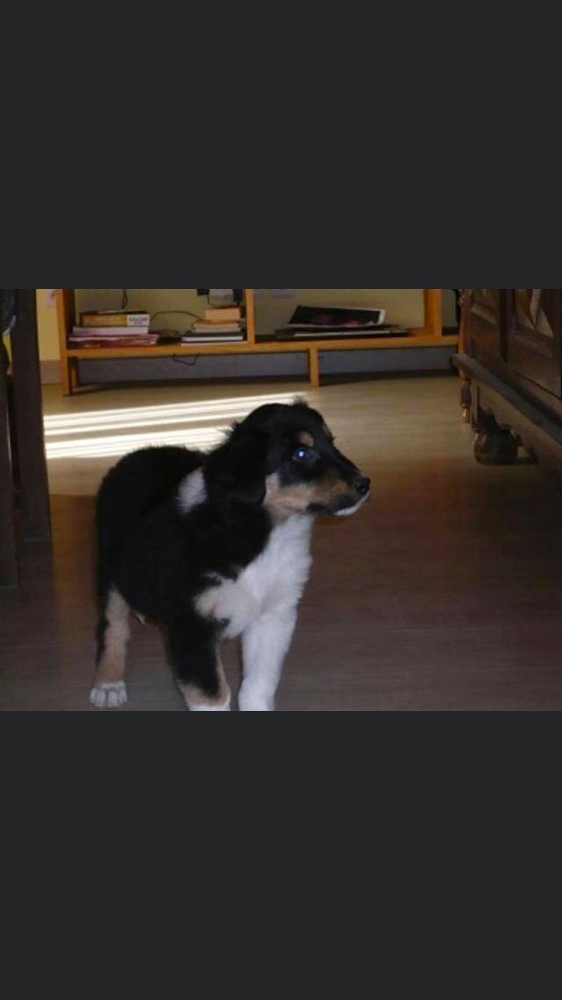 Junior participe au concours pour gagner de l'argent avec cette photo : border_collie, canidae, carnivore, collie, companion_dog, dog, dog_breed, mammal, rare_breed_dog, rough_collie, shetland_sheepdog, smooth_collie, sporting_group, vertebrate