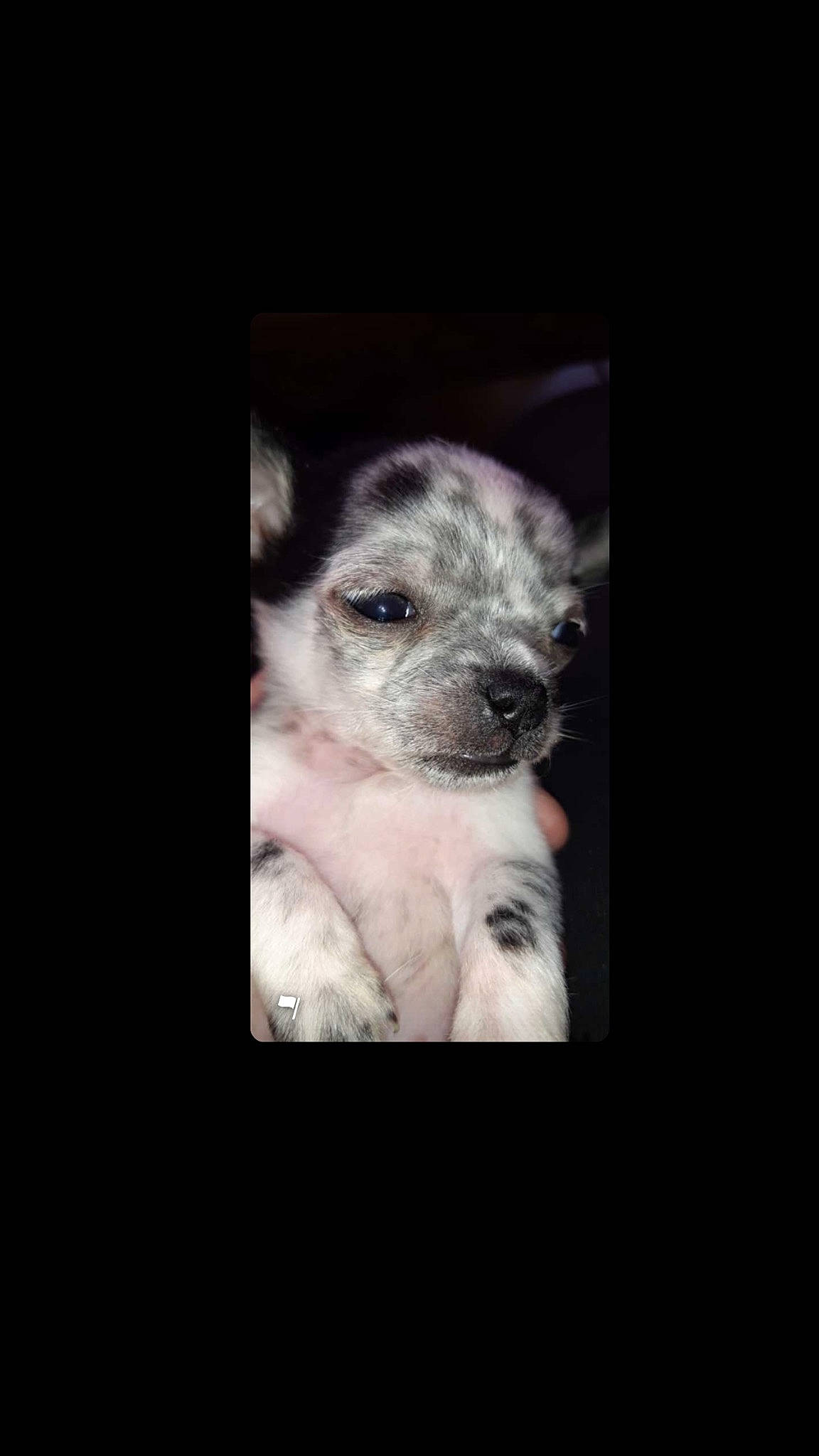 Flicka participe au concours pour gagner de l'argent avec cette photo : australian_cattle_dog, australian_shepherd, canidae, carnivore, dog, dog_breed, mammal, non_sporting_group, puppy, vertebrate