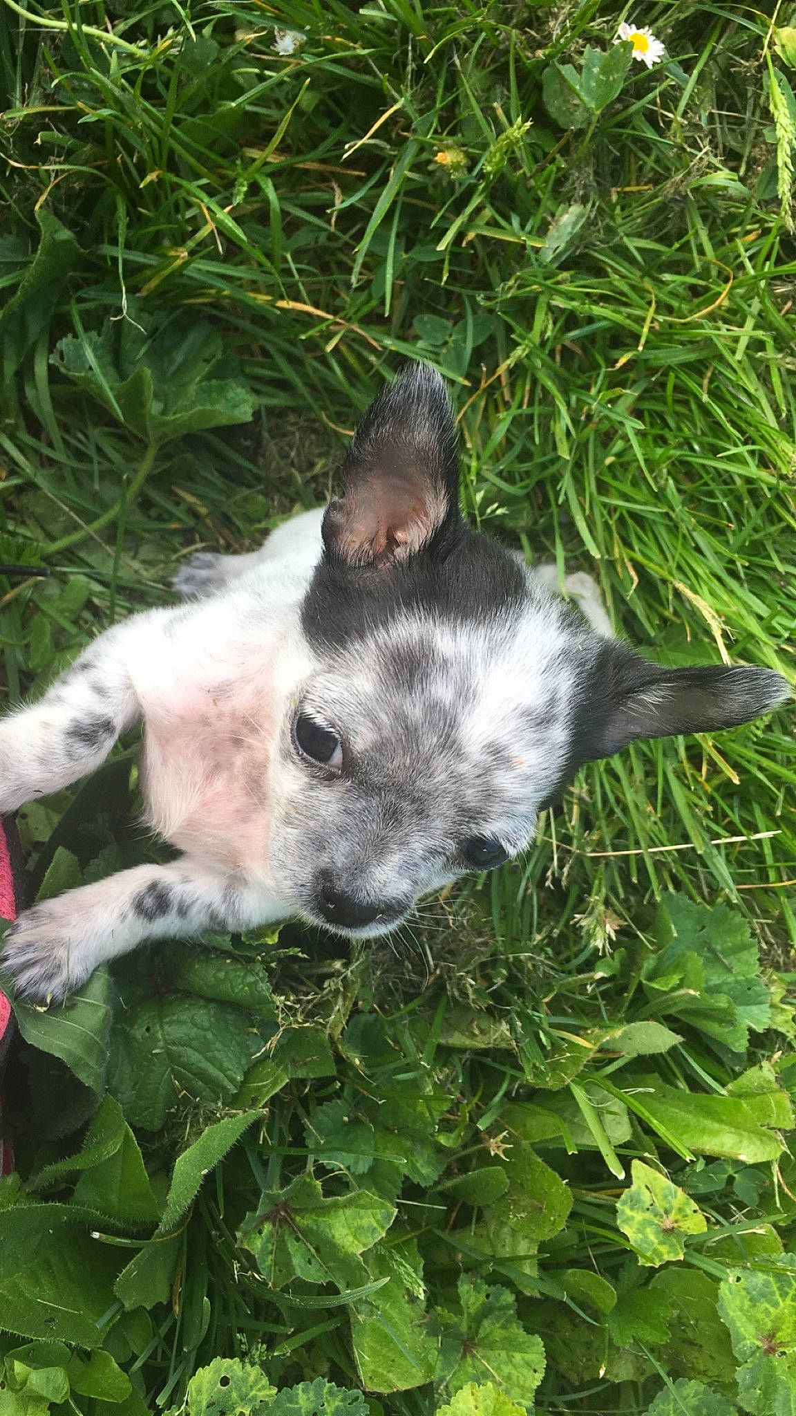 Flicka participe au concours pour gagner de l'argent avec cette photo : canidae, carnivore, dog, dog_breed, fawn, grass, mammal, non_sporting_group, plant, snout, sporting_group, texas_heeler, whiskers