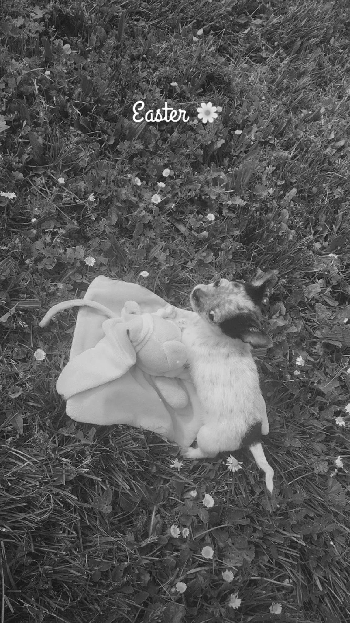 Flicka participe au concours pour gagner de l'argent avec cette photo : adaptation, canidae, photograph, photography