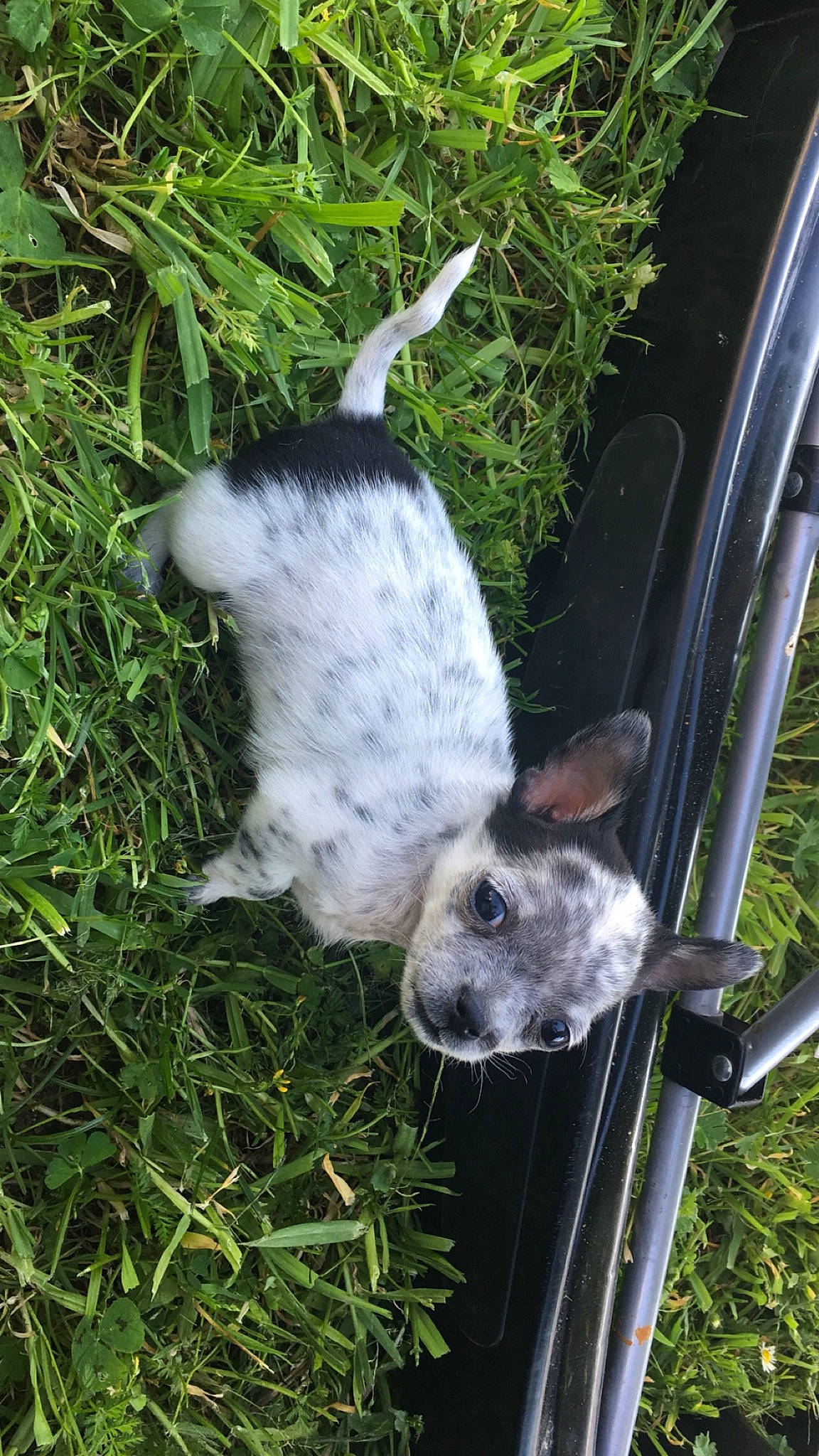 Flicka a rejoint le concours — aidez-le/la à gagner de superbes lots ! canidae, dog_breed, domestic_rabbit, fawn, grass, hamster, hare, rabbit, rabbits_and_hares, snout, tail, whiskers, wood_rabbit