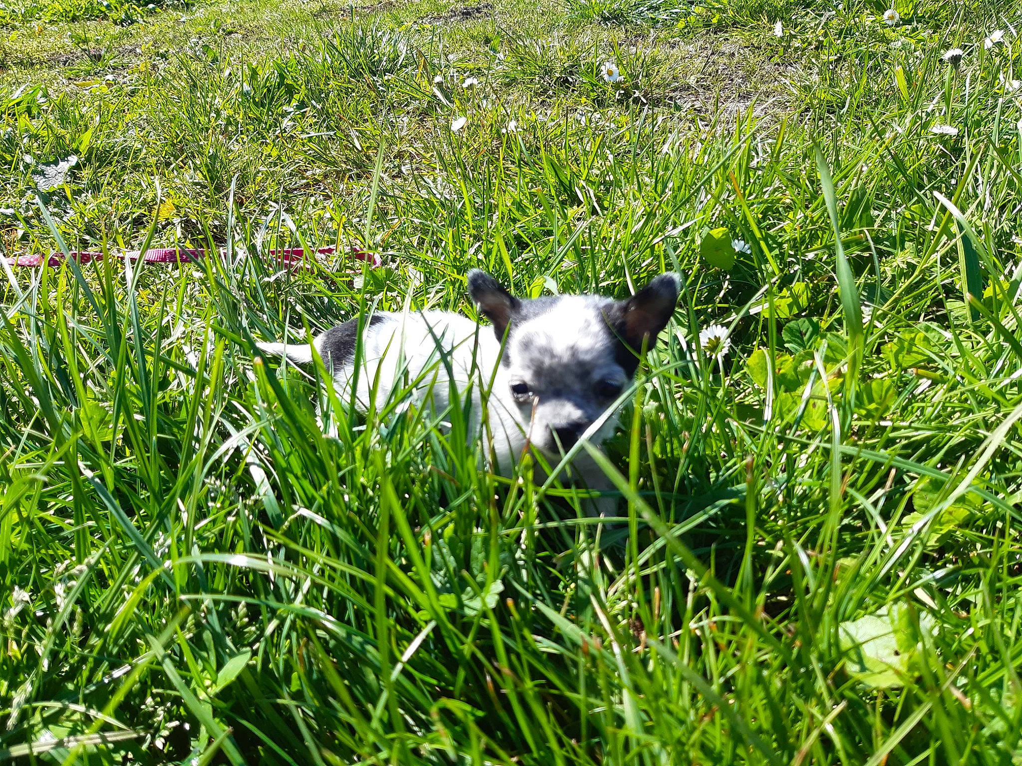 Flicka a rejoint le concours — aidez-le/la à gagner de superbes lots ! canidae, carnivore, dog, dog_breed, grass, grass_family, meadow, non_sporting_group, pasture, plant, puppy, sporting_group