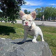 Cosmo joined the competition — help win amazing prizes! animal, blue_sky, collar, cute, daylight, dog, ears, grass, nature, outdoor, park, pet, puppy, road, rock, sidewalk, small_dog, sunlight, tree, white_dog