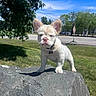 puppy, dog, white_dog, rock, outdoor, grass, tree, blue_sky, sunlight, ears, collar, pet, nature, road, sidewalk, daylight, animal, cute, small_dog, park