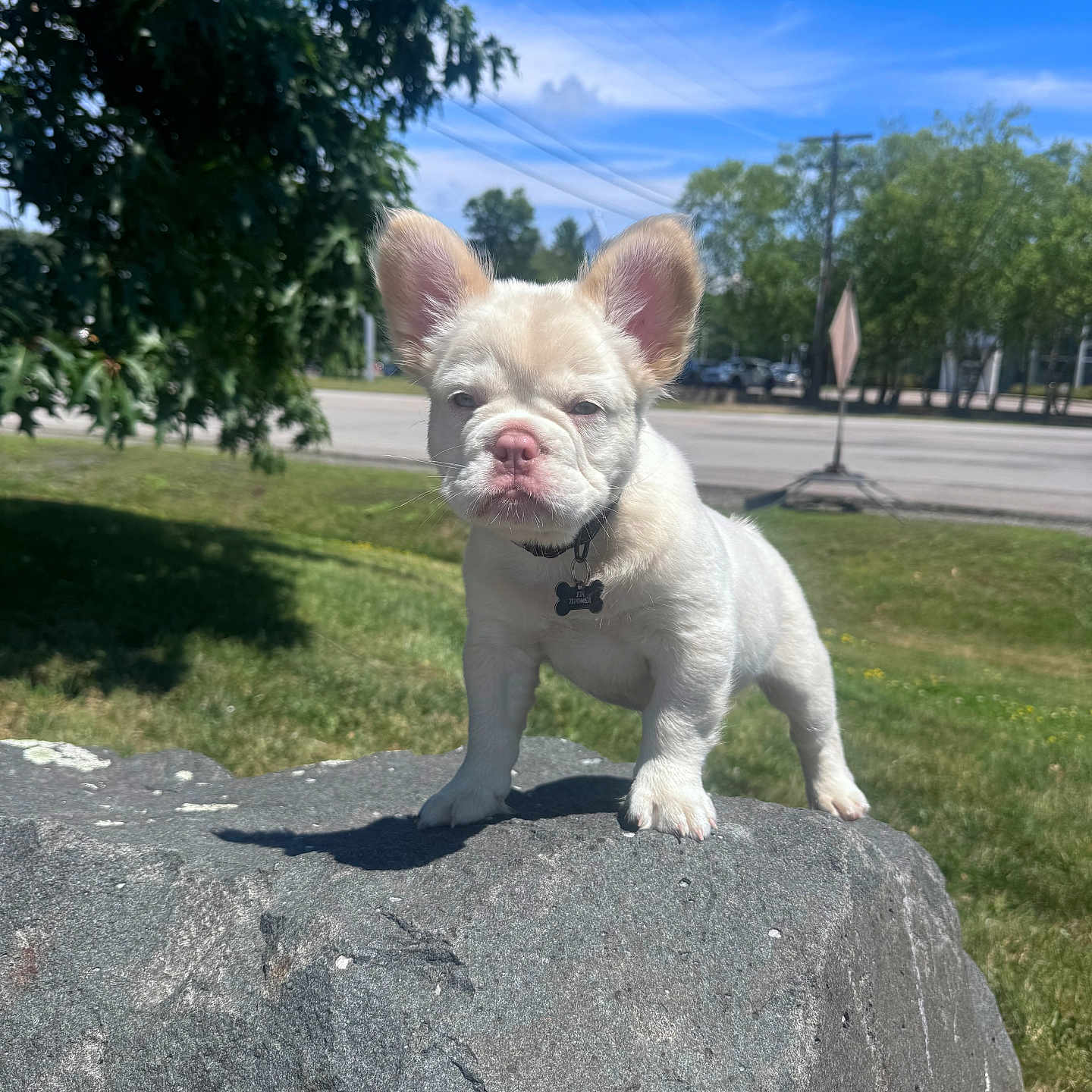 Cosmo joined the competition — help win amazing prizes! animal, blue_sky, collar, cute, daylight, dog, ears, grass, nature, outdoor, park, pet, puppy, road, rock, sidewalk, small_dog, sunlight, tree, white_dog