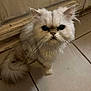 animal, cat, close_up, cute, domestic_animal, feline, floor, fluffy, fur, grumpy_expression, indoor, long_whiskers, looking_up, pet, small_animal, tail, tiled_floor, whiskers, white_cat, wooden_door
