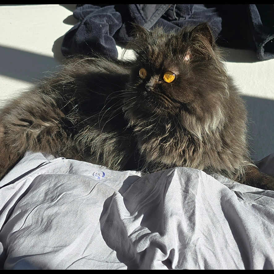 Vitesse Maximale participe au concours pour gagner de l'argent avec cette photo : animal, black_cat, cat, closeup, cozy, domestic_animal, fabric, feline, fluffy, fur, golden_eyes, indoor, pet, portrait, relaxed, resting, shadow, shirt, sunlight, whiskers