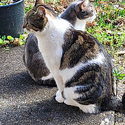 Mimine Et Gros Chat participe au concours pour gagner de l'argent avec cette photo : cat, animal, outdoor, nature, fur, tabby, white_fur, greenery, plant_pot, side_view, sitting, daylight, pet, mammal, curious, pavement, grass, leaf_litter, sunlight, two_cats
