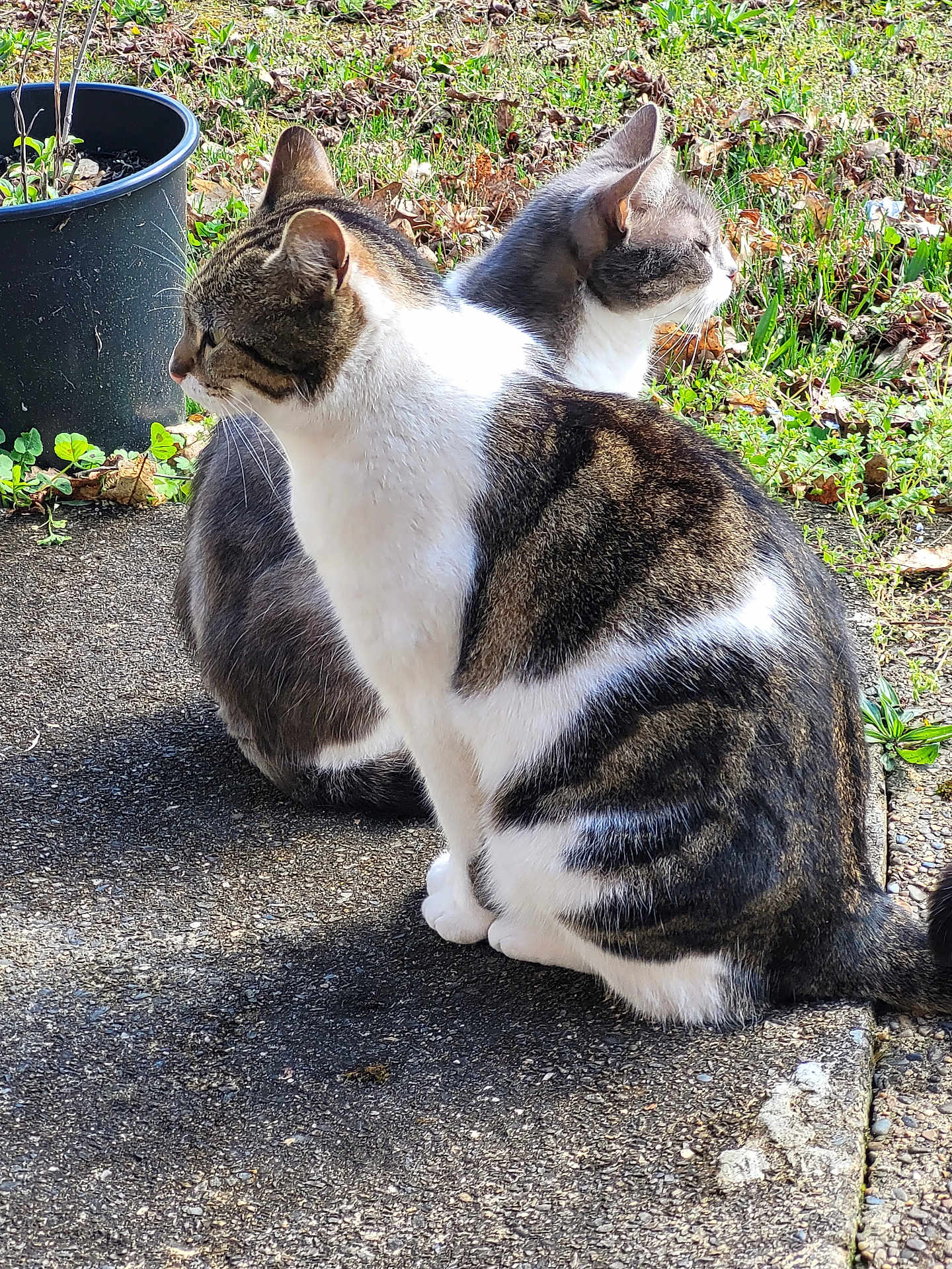 Mimine Et Gros Chat participe au concours pour gagner de l'argent avec cette photo : cat, animal, outdoor, nature, fur, tabby, white_fur, greenery, plant_pot, side_view, sitting, daylight, pet, mammal, curious, pavement, grass, leaf_litter, sunlight, two_cats