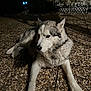 Aslan a rejoint le concours — aidez-le/la à gagner de superbes lots ! dog, husky, animal, pet, outdoor, night, pebble_ground, fur, canine, resting, glowing_eyes, darkness, shadow, quiet, mysterious, fence, garden, nature, companion, alert