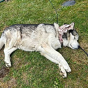 Aslan a rejoint le concours — aidez-le/la à gagner de superbes lots ! dog, husky, sleeping, grass, outdoor, nature, pet, canine, animal, bandana, relaxing, sunny, daytime, fur, mammal, laying_down, peaceful, cute, resting, garden