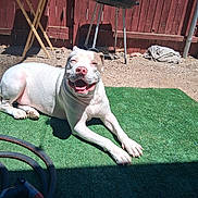 Bandit joined the competition — help win amazing prizes! dog, white_dog, outdoor, sunny, backyard, grill, garden_hose, green_carpet, red_fence, happy, smiling, relaxed, pet, animal, sunlight, shadow, table, ground, playful, resting