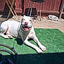 dog, white_dog, outdoor, sunny, backyard, grill, garden_hose, green_carpet, red_fence, happy, smiling, relaxed, pet, animal, sunlight, shadow, table, ground, playful, resting