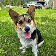 Missme joined the competition — help win amazing prizes! dog, corgi, grass, outdoor, pet, animal, tongue_out, happy, smiling, nature, greenery, barn, vehicle, rural, sunny, canine, ears, collar, cute, portrait
