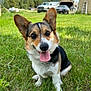 dog, corgi, grass, outdoor, pet, animal, tongue_out, happy, smiling, nature, greenery, barn, vehicle, rural, sunny, canine, ears, collar, cute, portrait