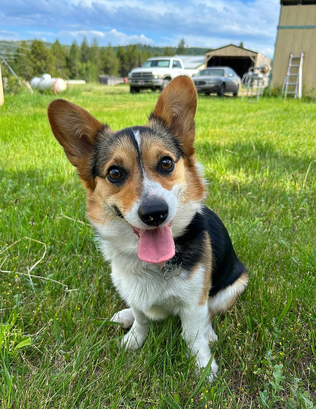 Missme joined the competition — help win amazing prizes! dog, corgi, grass, outdoor, pet, animal, tongue_out, happy, smiling, nature, greenery, barn, vehicle, rural, sunny, canine, ears, collar, cute, portrait