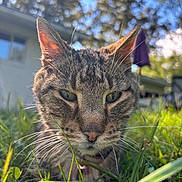 Neo joined the competition — help win amazing prizes! animal, blurred_background, cat, close_up, daylight, ears, feline, focus, grass, greenery, house, mammal, nature, outdoor, pet, portrait, relaxed, sunlight, tabby_cat, whiskers