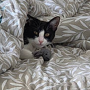 Soso a rejoint le concours — aidez-le/la à gagner de superbes lots ! animal, bed, bedding, bedroom, black_and_white, cat, cozy, cuddling, duvet, ears, eyes, face, indoors, pet, pink_nose, portrait, stuffed_animal, toy_mouse, tuxedo_cat, whiskers