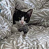 animal, bed, bedding, bedroom, black_and_white, cat, cozy, cuddling, duvet, ears, eyes, face, indoors, pet, pink_nose, portrait, stuffed_animal, toy_mouse, tuxedo_cat, whiskers