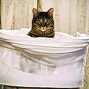Monster is registered to the contest to win money with this photo: cat, tabby_cat, indoor, bassinet, white, mesh, curtains, pet, feline, animal, looking, staring, home, furniture, cozy, curious, ears, face, sitting, resting