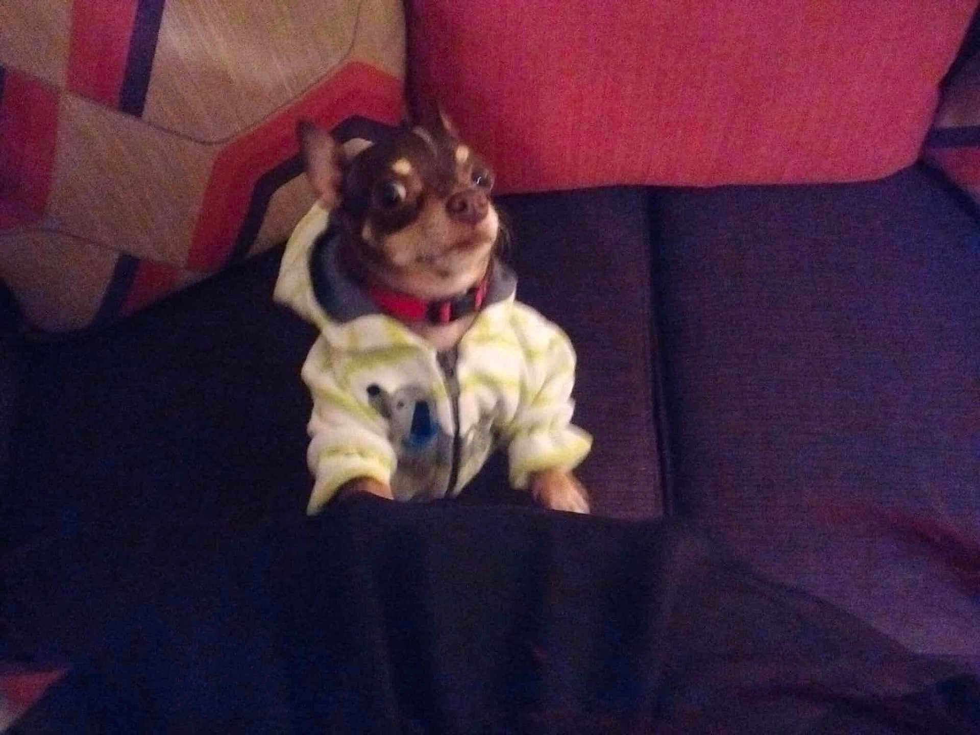Chi Chi