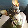 dog, small_dog, pet, ears, brown_fur, harness, lap, person, car_interior, seat, sunlight, cute, animal, companion, looking_up, close_up, domestic_animal, young_dog, sitting, curious