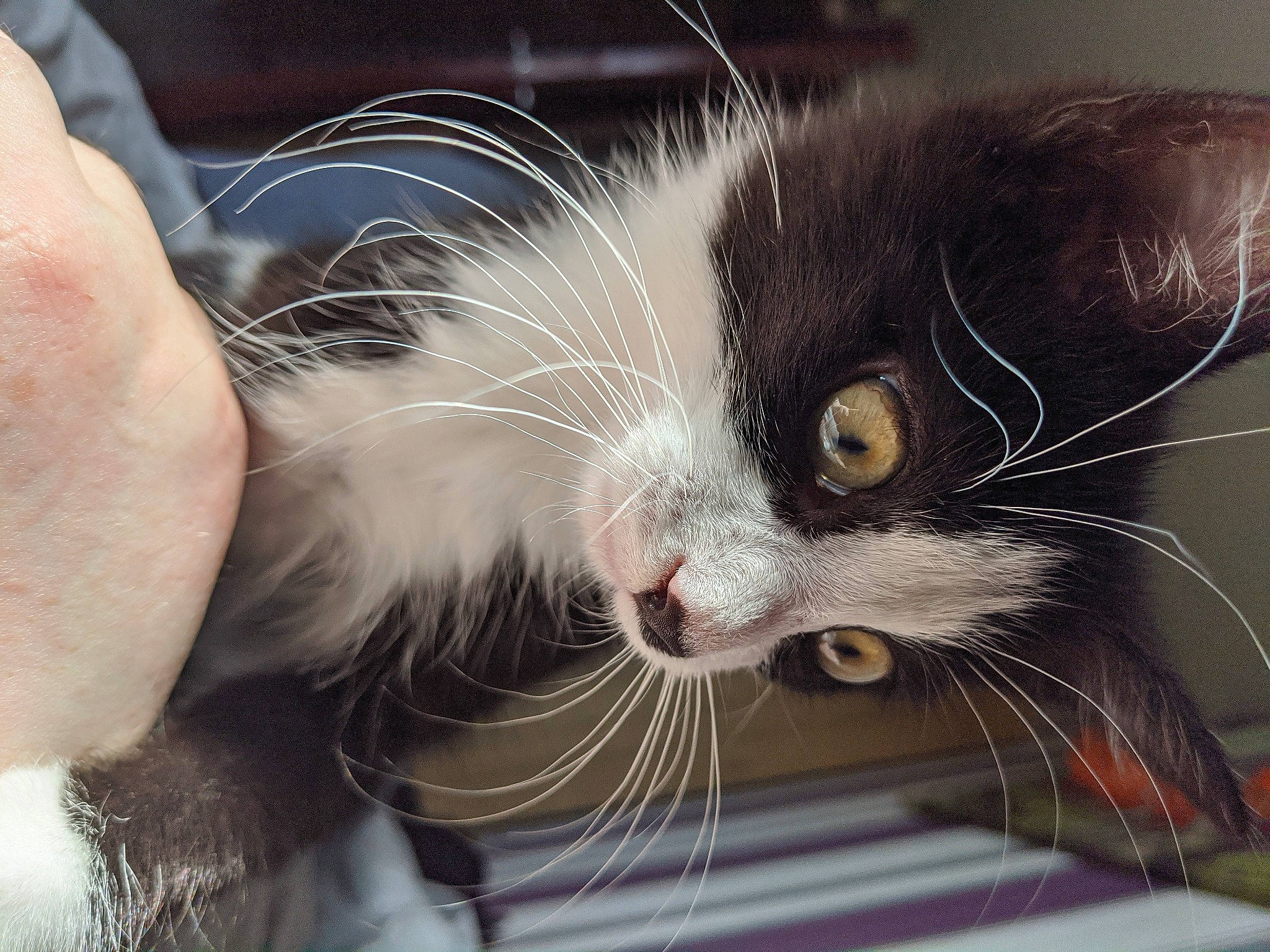 Keeper is registered to the contest to win money with this photo: american_curl, carnivore, cat, domestic_short_haired_cat, felidae, fur, kitten, small_to_medium_sized_cats, snout, whiskers