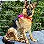alert, animal, bandana, bench, cushion, daylight, dog, ears, fence, flowers, fur, german_shepherd, greenery, nature, outdoor, pet, pink_bandana, portrait, sitting, tail