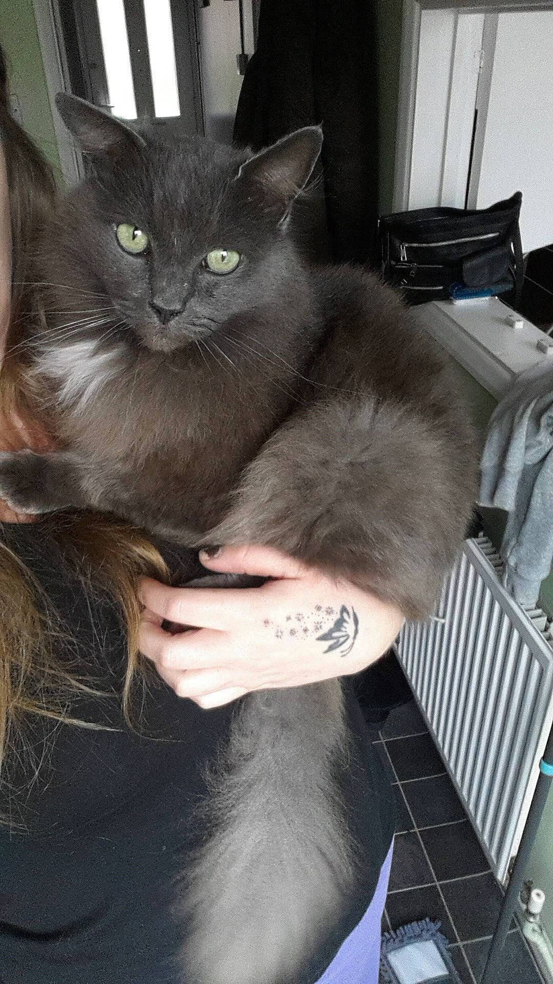 Foggy is registered to the contest to win money with this photo: asian, asian_semi_longhair, black_cat, british_longhair, british_semi_longhair, carnivore, cat, domestic_long_haired_cat, domestic_short_haired_cat, felidae, kitten, korat, maine_coon, mammal, nebelung, norwegian_forest_cat, ragamuffin, russian_blue, small_to_medium_sized_cats, whiskers