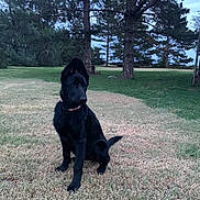 Cindy is registered to the contest to win money with this photo: dog, black_dog, outdoor, grass, tree, collar, pet, animal, sitting, nature, yard, house, evening, canine, curious, lawn, park, backyard, quiet, calm