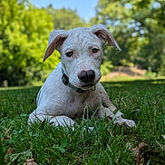 Apollon participe au concours pour gagner de l'argent avec cette photo : animal, blurred_background, canine, collar, cute, daylight, dog, grass, greenery, laying_down, mammal, nature, outdoor, park, pet, puppy, summer, trees, white_dog, young_dog