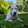 animal, blurred_background, canine, collar, cute, daylight, dog, grass, greenery, laying_down, mammal, nature, outdoor, park, pet, puppy, summer, trees, white_dog, young_dog