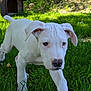 Apollon a rejoint le concours — aidez-le/la à gagner de superbes lots ! animal, backyard, canine, closeup, dog, doghouse, ears, grass, greenery, nature, nose, outdoor, paw, pet, playful, puppy, sunlight, walk, white_dog, young_dog