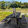 Apollon participe au concours pour gagner de l'argent avec cette photo : animal, bench, calm, daytime, dog, grass, greenery, leash, nature, outdoor, picnic_table, pond, puppy, scenic, sitting, summer, sunlight, trees, water, wood