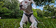 Apollon a rejoint le concours — aidez-le/la à gagner de superbes lots ! animal, canine, clouds, collar, daytime, dog, grass, greenery, harness, leisure, nature, outdoor, park, peaceful, pet, resting, sky, summer, trees, white_dog