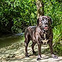 animal, brindle, canine, collar, creek, daytime, dog, forest, greenery, happy, nature, outdoor, path, pet, standing, summer, sunlight, tongue_out, tree, water
