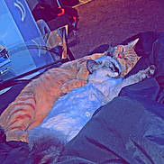 Sebastian Camacho is registered to the contest to win money with this photo: cat, cats, snuggling, hugging, orange_tabby, gray_cat, white_cat, blanket, indoor, cozy, sleeping, feline, pet, cute, affection, resting, fur, domestic_animal, animal, comfort